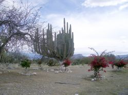 249-053 Mexico National Cactus Park.JPG